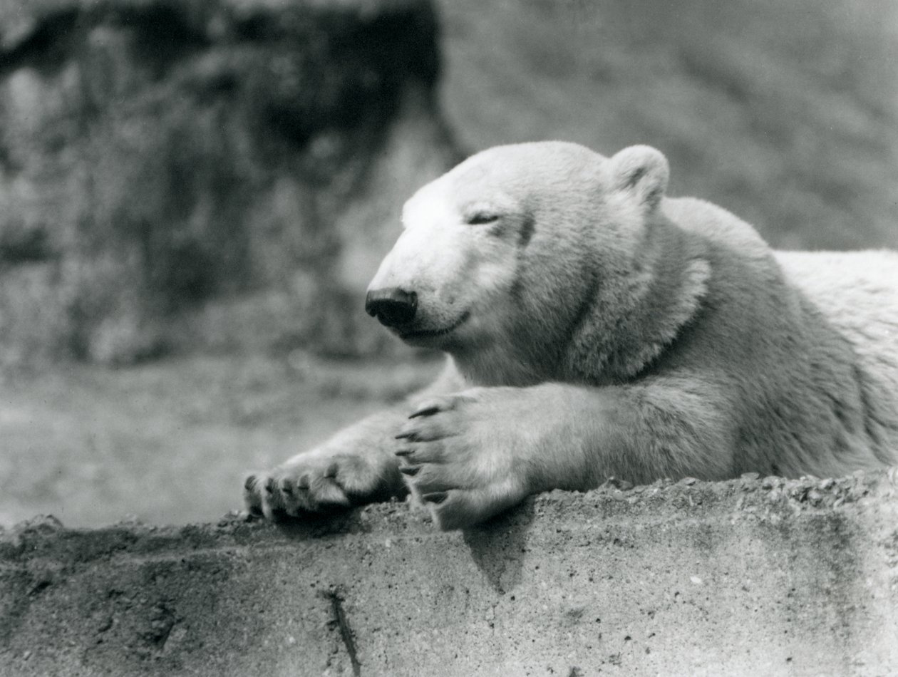 Młody niedźwiedź polarny odpoczywający na betonowym gzymsie w londyńskim zoo w 1927 r. autorstwa Frederick William Bond