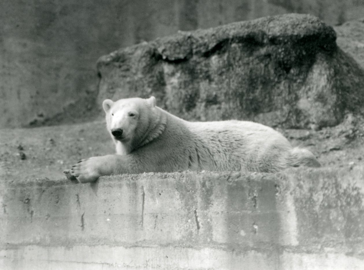 Młody niedźwiedź polarny spoczywa na skalnej półce w swoim wybiegu w londyńskim zoo w 1927 r. autorstwa Frederick William Bond