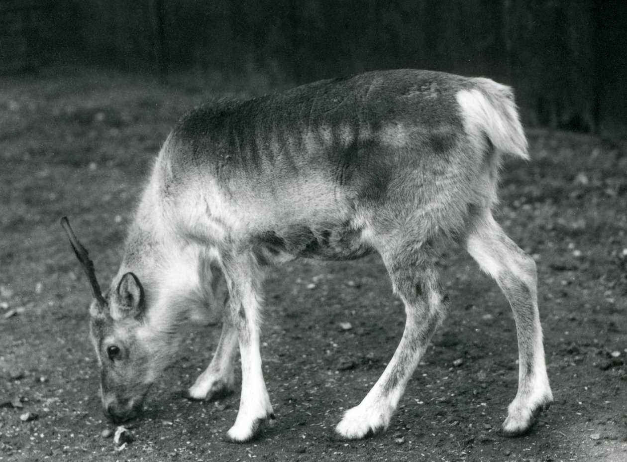 Młody renifer w londyńskim zoo, 1925 autorstwa Frederick William Bond