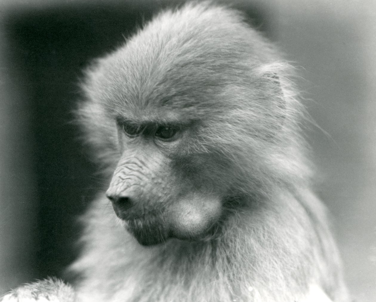 Młody święty pawian z pełną torebką policzkową, londyńskie zoo, 1925 autorstwa Frederick William Bond
