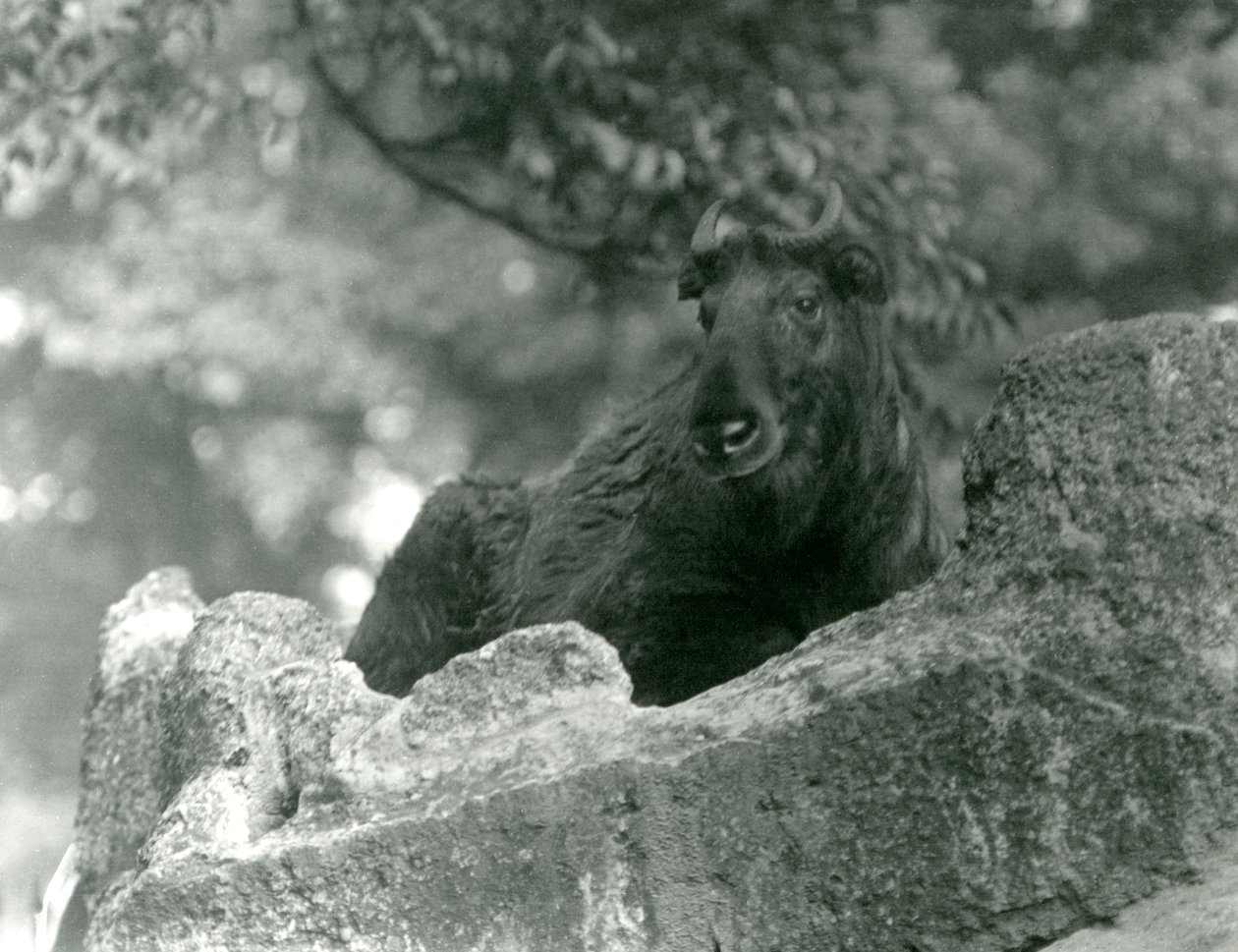 Młody Takin, znany również jako kozica bydlęca lub koza Gnu, odpoczywający na skale, Londyńskie Zoo, czerwiec 1924 autorstwa Frederick William Bond