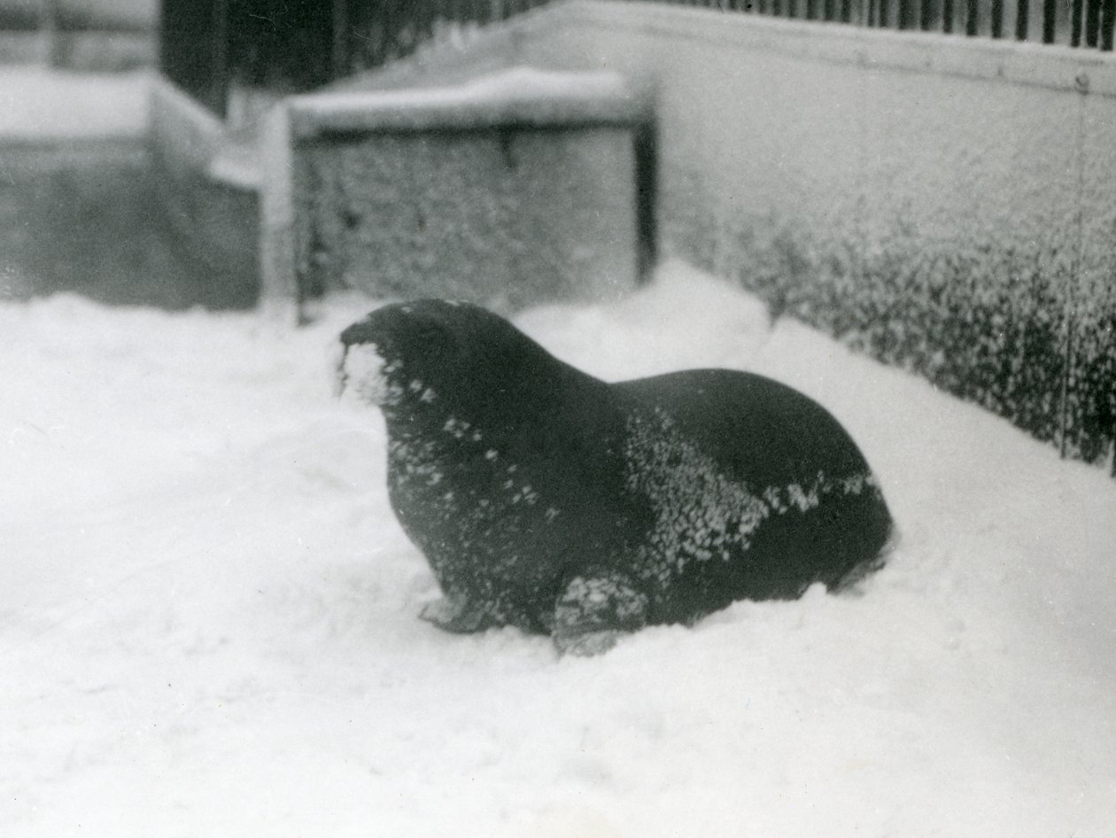 Młody mors na śniegu, londyńskie zoo, luty 1924 autorstwa Frederick William Bond