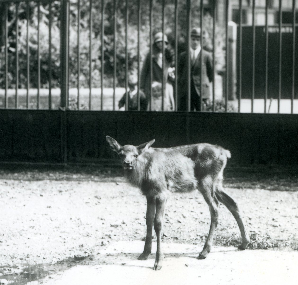 Młody Wapiti/Elk stojący na wybiegu, z gośćmi patrzącymi przez bary, londyńskie zoo, sierpień 1927 (zdjęcie czarno-białe) autorstwa Frederick William Bond