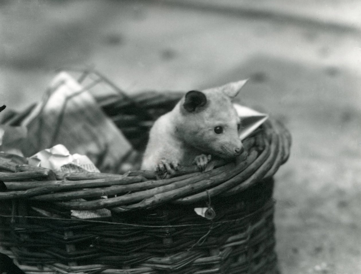 Młody albinos Opossum wyglądający z kosza w londyńskim zoo, październik 1920 r. autorstwa Frederick William Bond