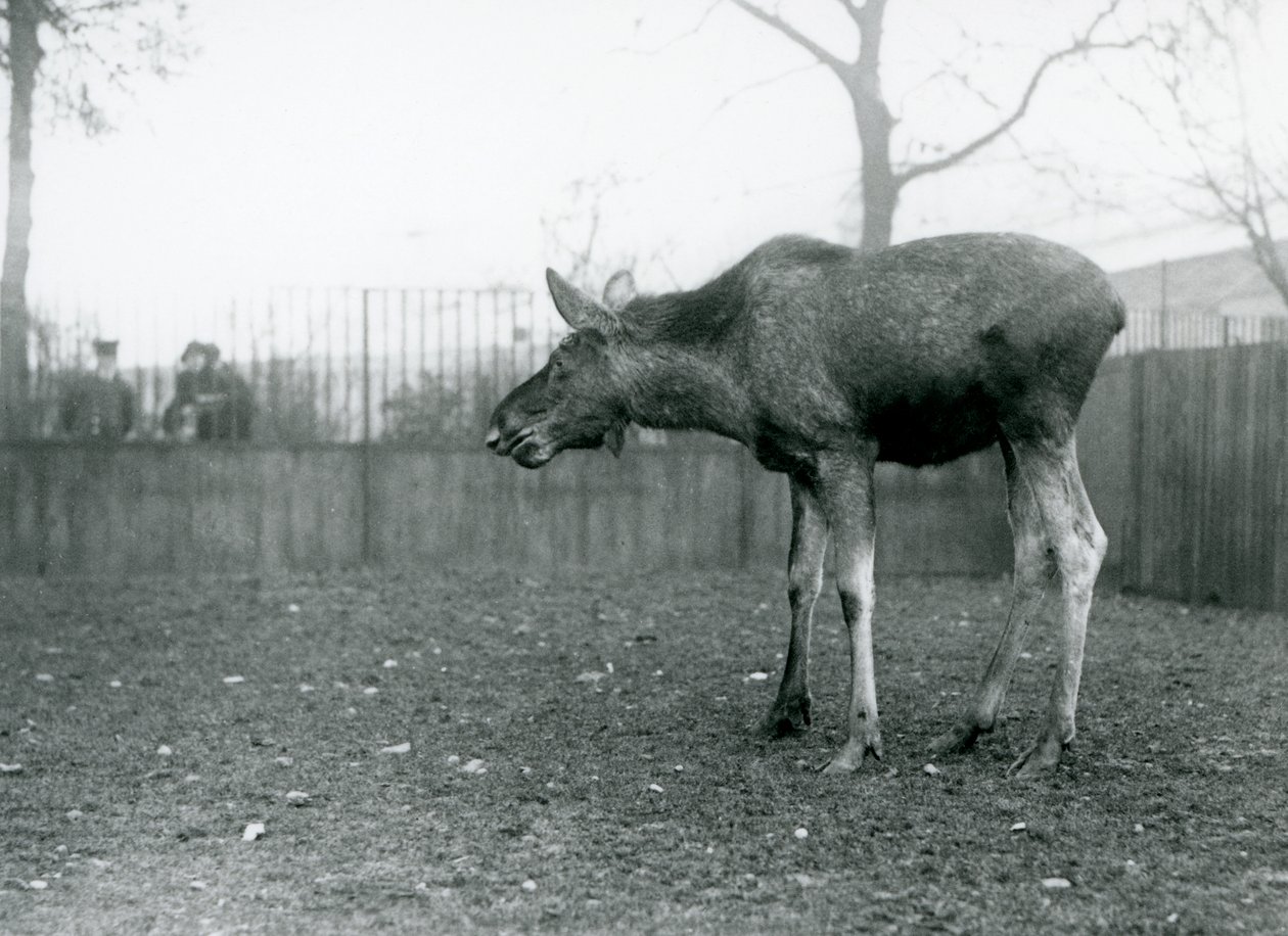 Młody byk Łoś/Łoś, z ranami niedawno zrzuconych poroży, stojący na swoim padoku w londyńskim zoo (zdjęcie czarno-białe) autorstwa Frederick William Bond