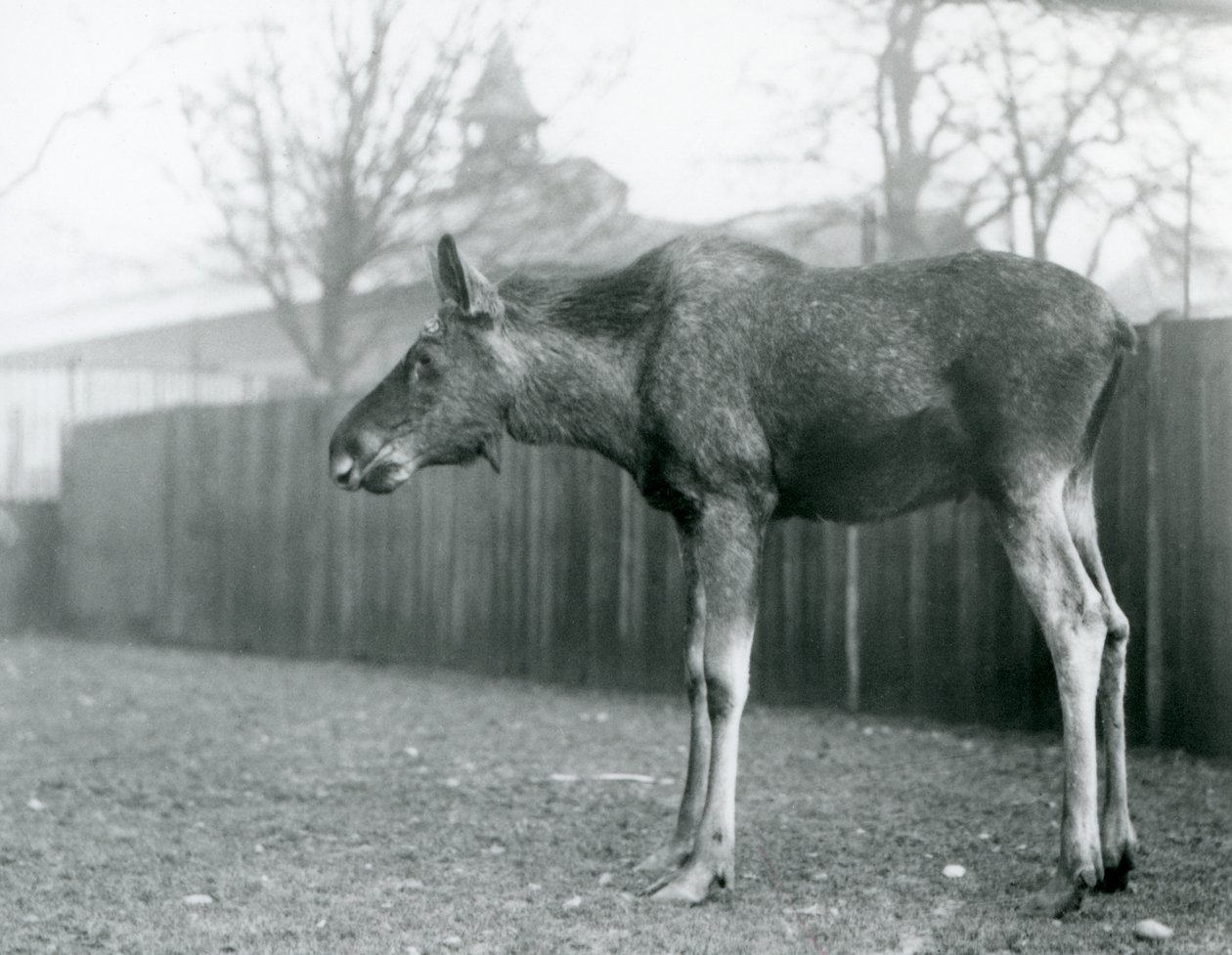 Młody byk Łoś/Łoś, z ranami niedawno zrzuconych poroży, stojący na swoim padoku w londyńskim zoo (zdjęcie czarno-białe) autorstwa Frederick William Bond