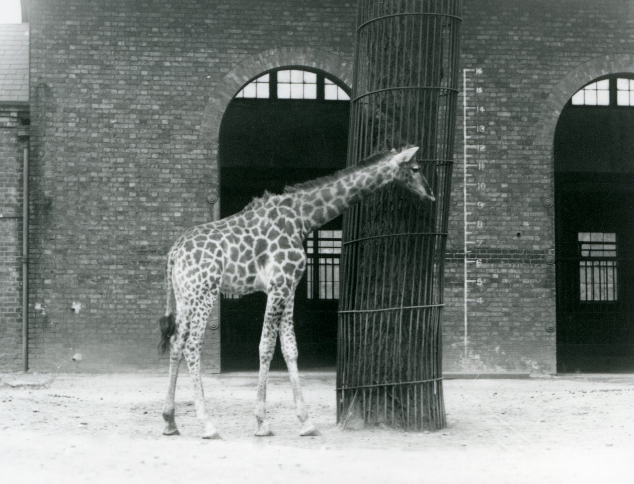 Młoda żyrafa samica stojąca przed drzewem, na wybiegu przed Giraffe House, londyńskie zoo autorstwa Frederick William Bond