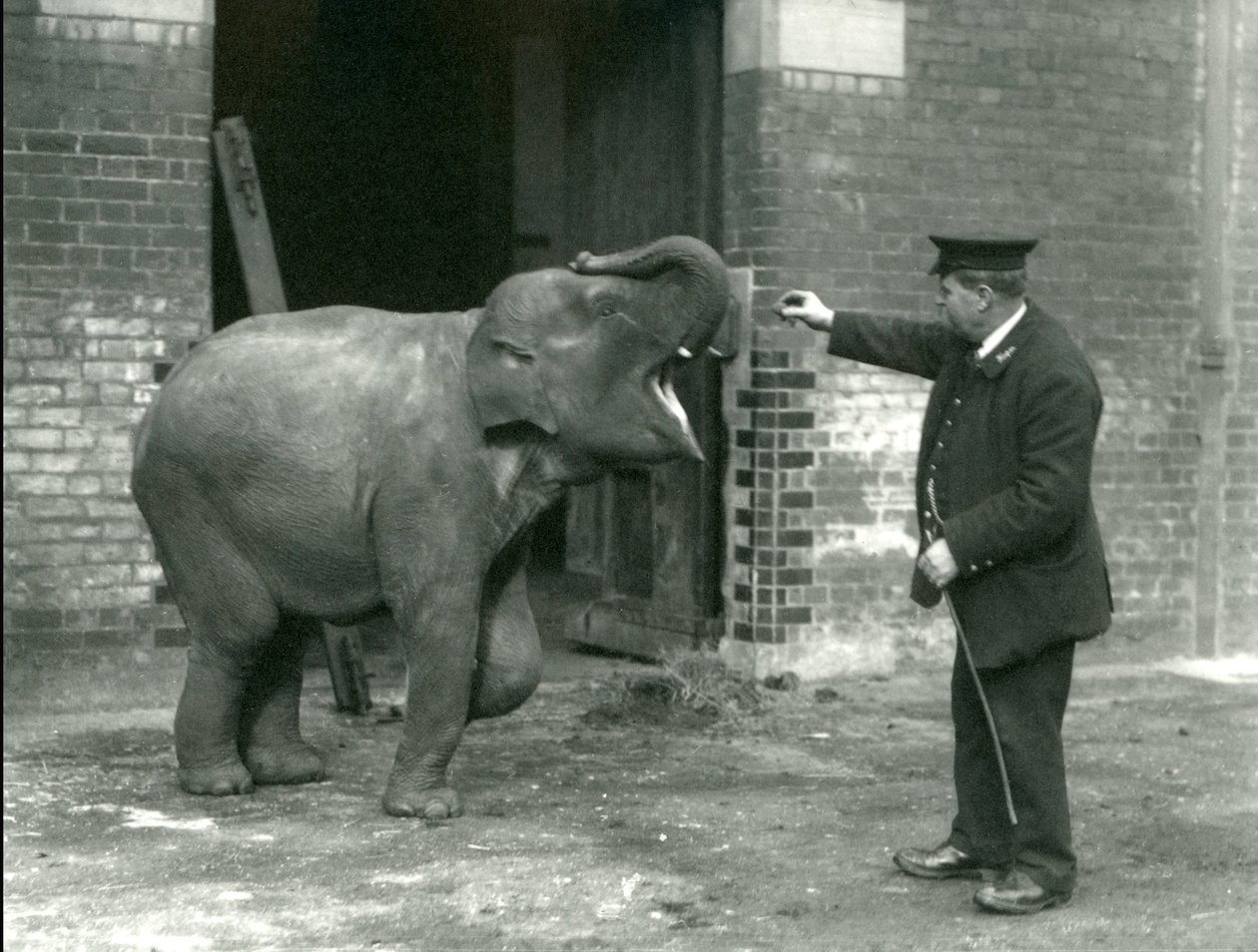 Młoda samica słonia indyjskiego z opiekunem H. Robertsonem, londyńskie zoo, 22 lutego 1922 r. autorstwa Frederick William Bond