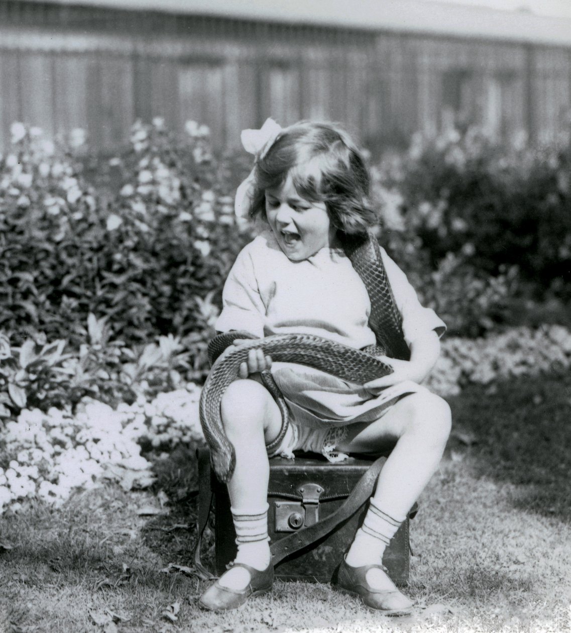 Młoda dziewczyna Betty trzymająca wschodniego węża indygo, siedząca na skórzanym bagażniku, londyńskie zoo, 1924 autorstwa Frederick William Bond