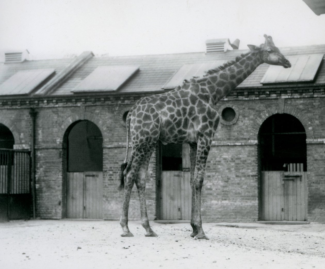 Młody samiec żyrafy stojący na swoim padoku przed domem żyraf w londyńskim zoo autorstwa Frederick William Bond