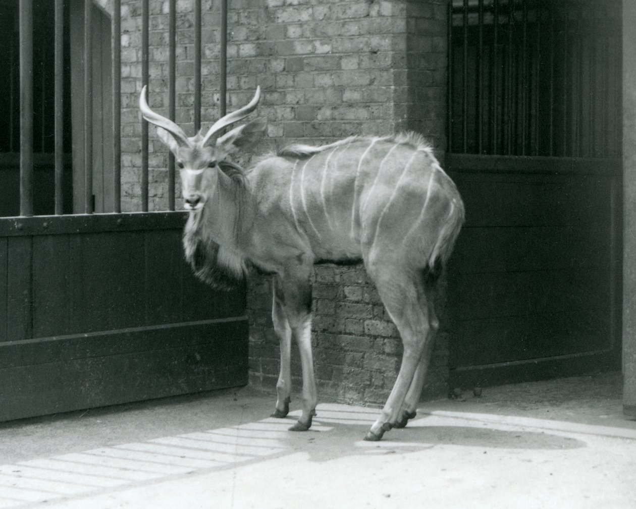 Młody samiec Greater Kudu stojący na swoim wybiegu w londyńskim zoo w 1929 roku (zdjęcie czarno-białe) autorstwa Frederick William Bond