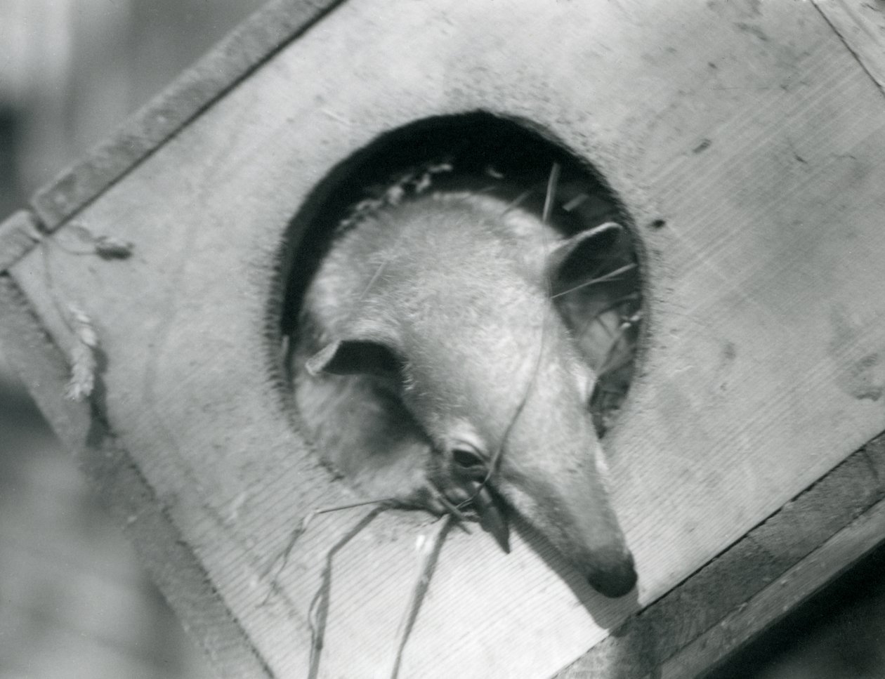 Młoda tamandua wygląda z budki lęgowej, londyńskie zoo, kwiecień 1925 autorstwa Frederick William Bond