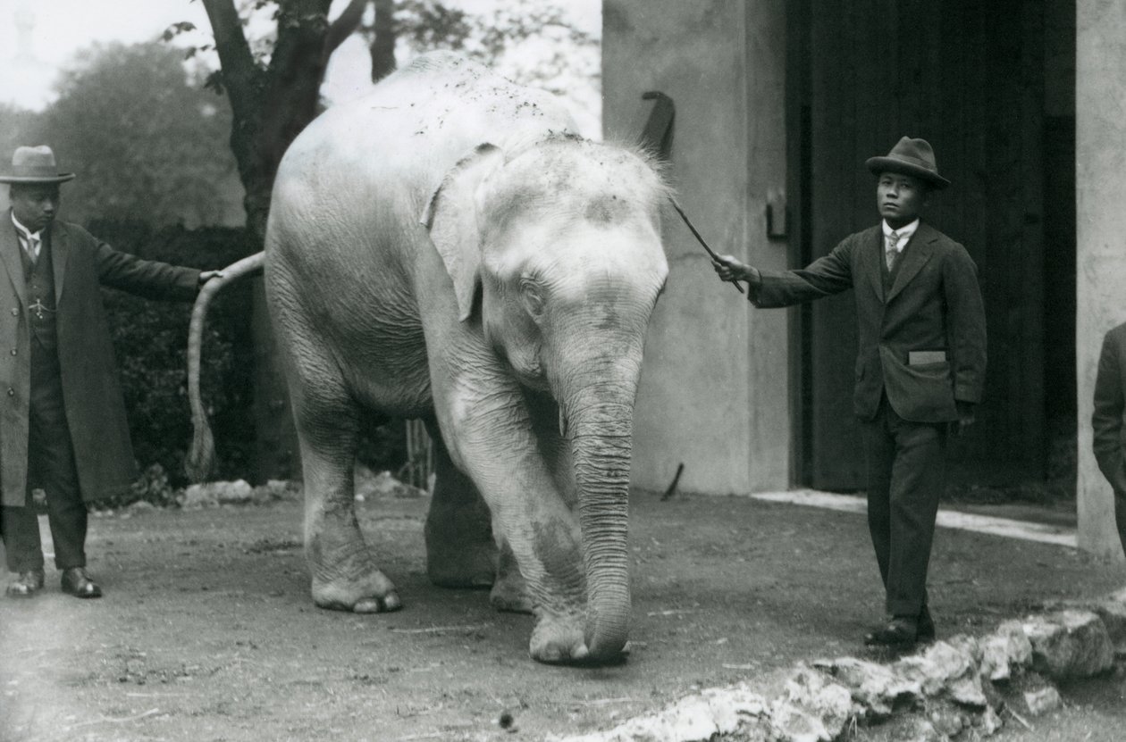 AlbinoWhite Birmese Elephant Pawah z opiekunami, w tym dr Saw Po Min, londyńskie zoo, maj 1926 autorstwa Frederick William Bond