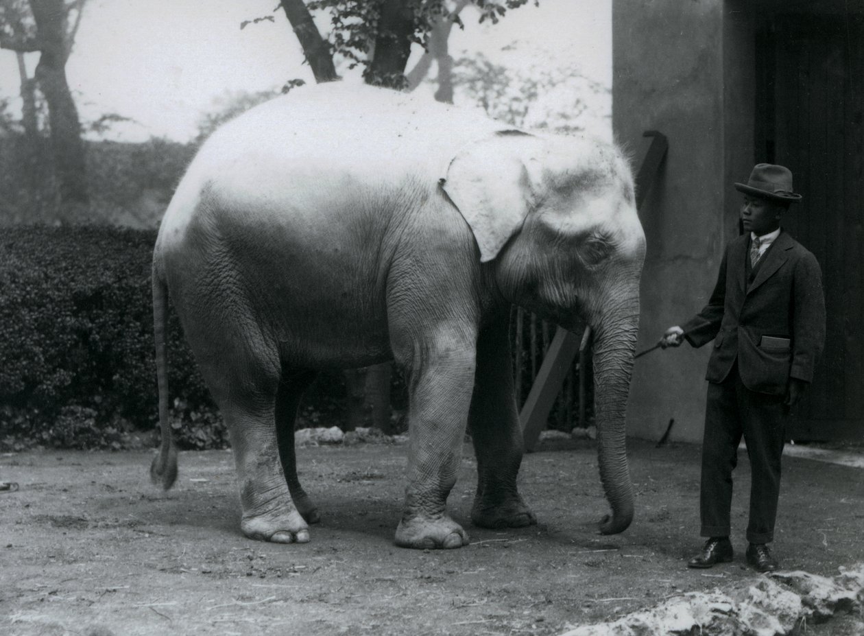 Biały słoń albinos Pawah z dr Saw Po Min, londyńskie zoo, maj 1926 r. autorstwa Frederick William Bond