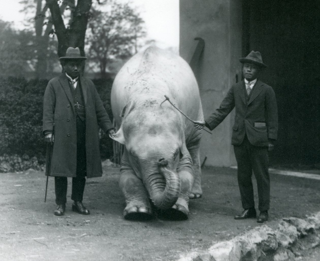 AlbinoWhite Elephant Pawah z dr Saw Po Min i synem, londyńskie zoo, maj 1926 autorstwa Frederick William Bond