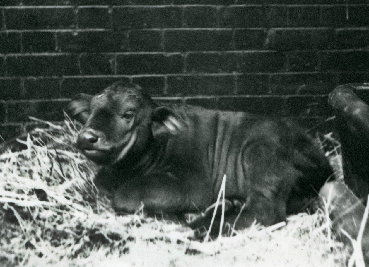 Cielę African Cape Buffalo, urodzone w menażerii 8 lutego 1927, leżące w słomie, londyńskie zoo, luty 1927 autorstwa Frederick William Bond