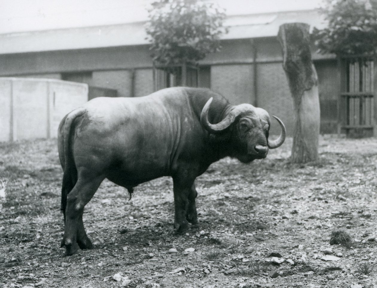 Bawół afrykański, czyli Cape Buffalo, stojący na swoim padoku w londyńskim zoo, 1927 autorstwa Frederick William Bond