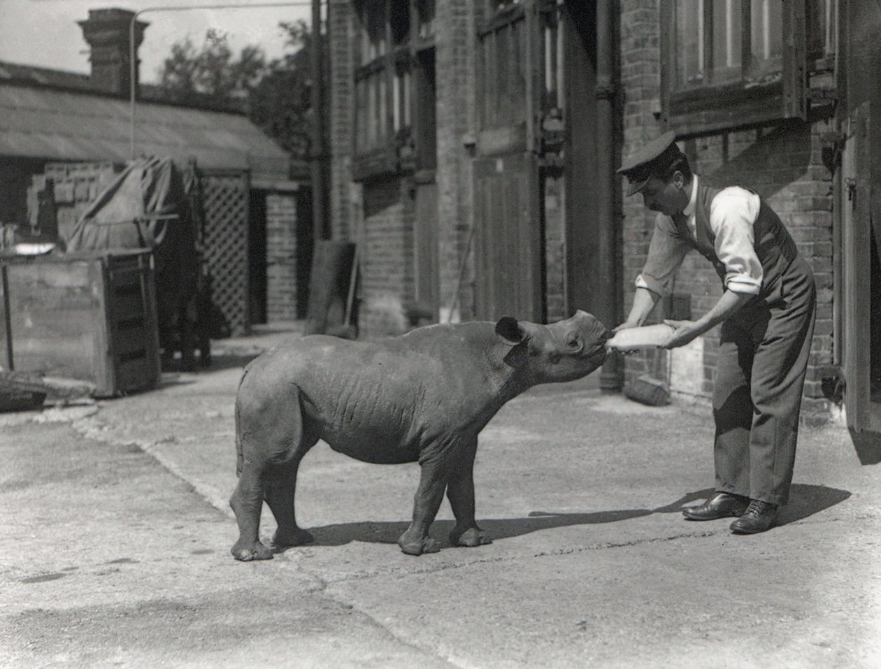 Nosorożec afrykański, Kathlene, i opiekun Harry Warryck w ZSL London Zoo, wrzesień 1928 r. autorstwa Frederick William Bond