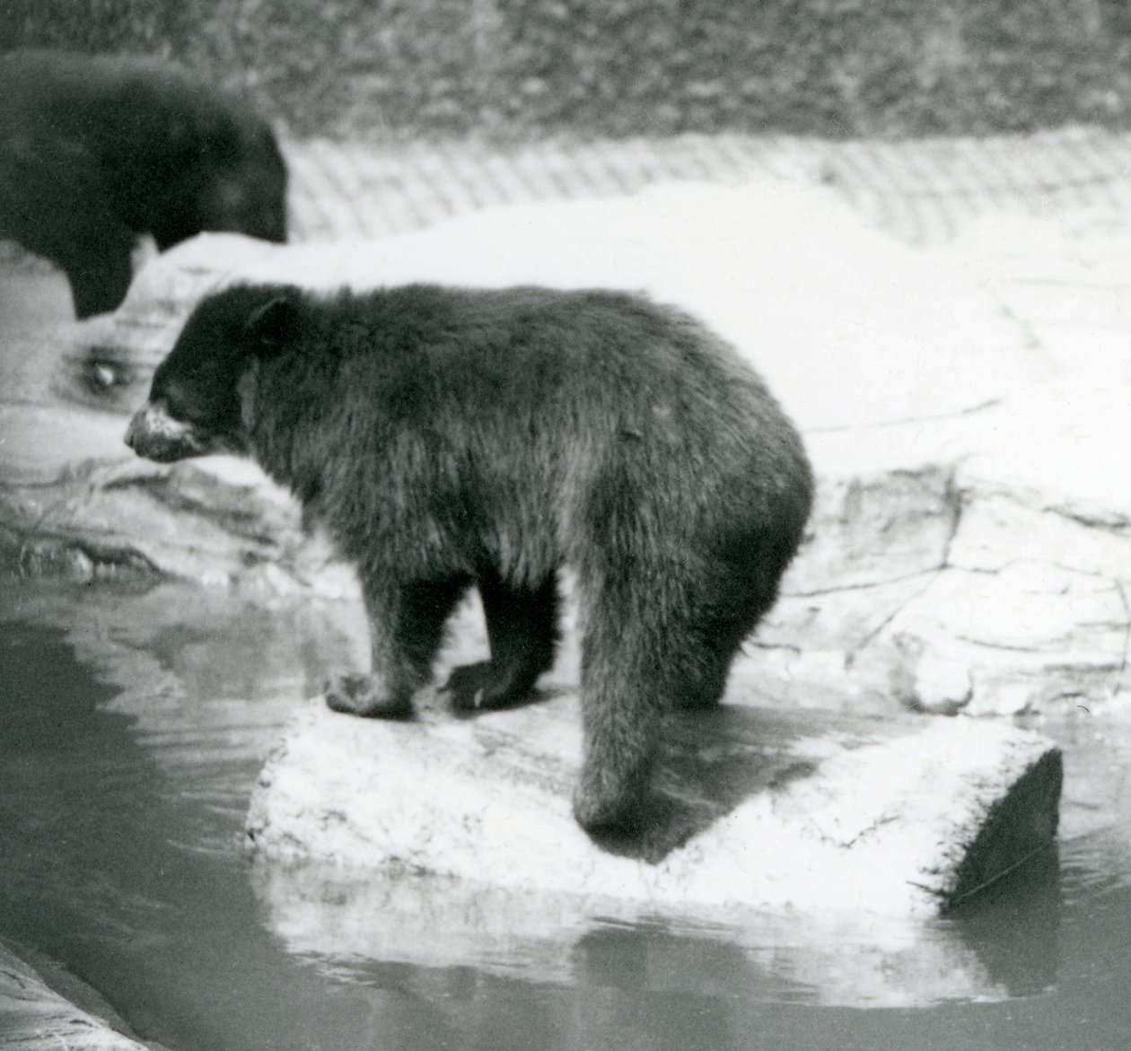 Andyjski niedźwiedź okularowy balansujący na kłodzie w sadzawce, londyńskie zoo, czerwiec 1925 autorstwa Frederick William Bond
