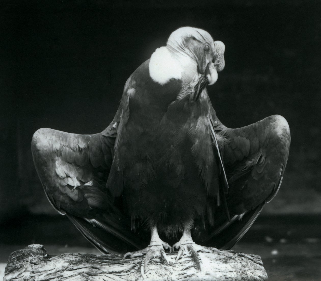Kondor andyjski odpoczywający na kłodzie, londyńskie zoo, 1925 autorstwa Frederick William Bond