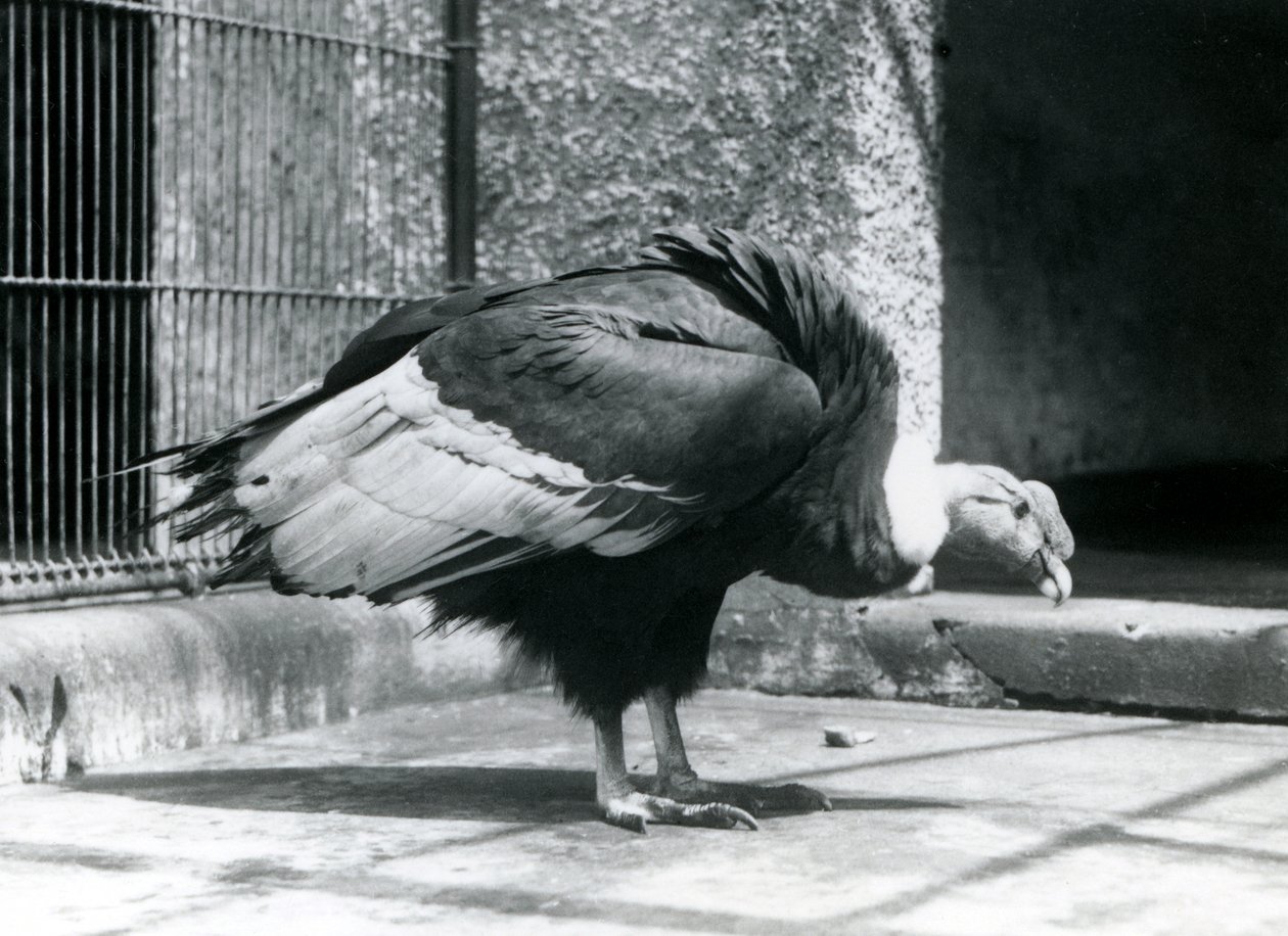 Sęp andyjski stojący na podłodze swojego wybiegu w londyńskim zoo w lipcu 1925 r. autorstwa Frederick William Bond