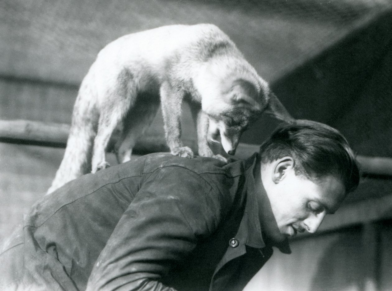 Arabski rudy lis spogląda przez ramię bramkarza F. Shelleya, stojąc na jego plecach, gdy ten się pochyla, londyńskie zoo, 1925 autorstwa Frederick William Bond