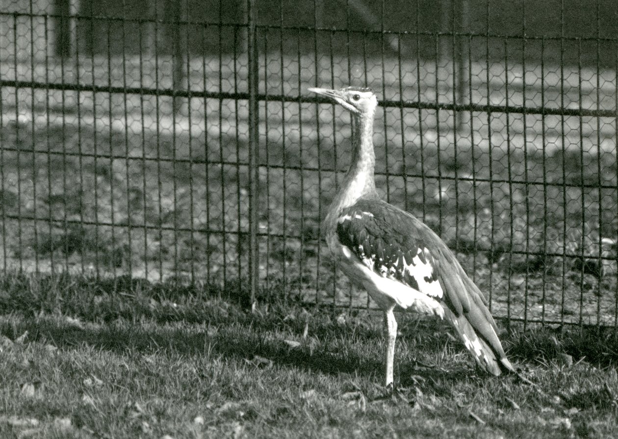 drop arabski stojący na wybiegu w londyńskim zoo, 1924 autorstwa Frederick William Bond