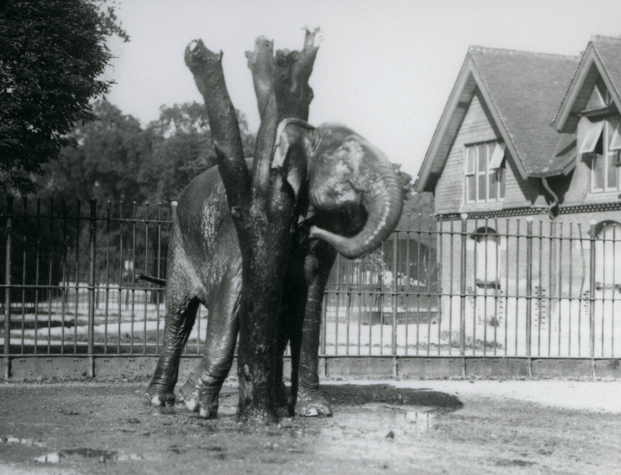 Słoń azjatycki drapiący się za uchem na drapaku w swoim wybiegu, londyńskie zoo autorstwa Frederick William Bond