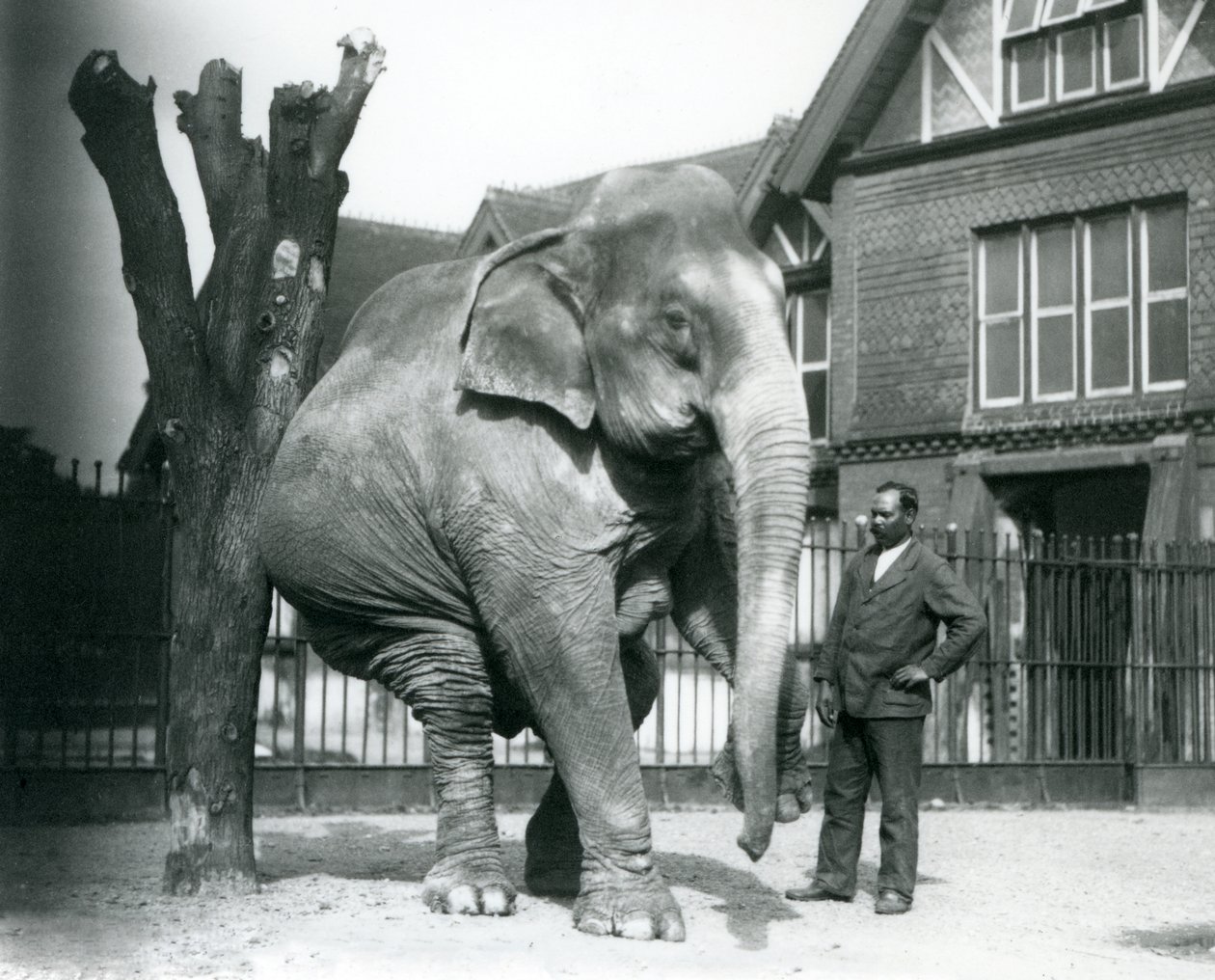 Słoń azjatycki drapie się o martwe drzewo, balansując na trzech nogach, a jego trener, Syed Ali, przygląda się londyńskiemu zoo autorstwa Frederick William Bond