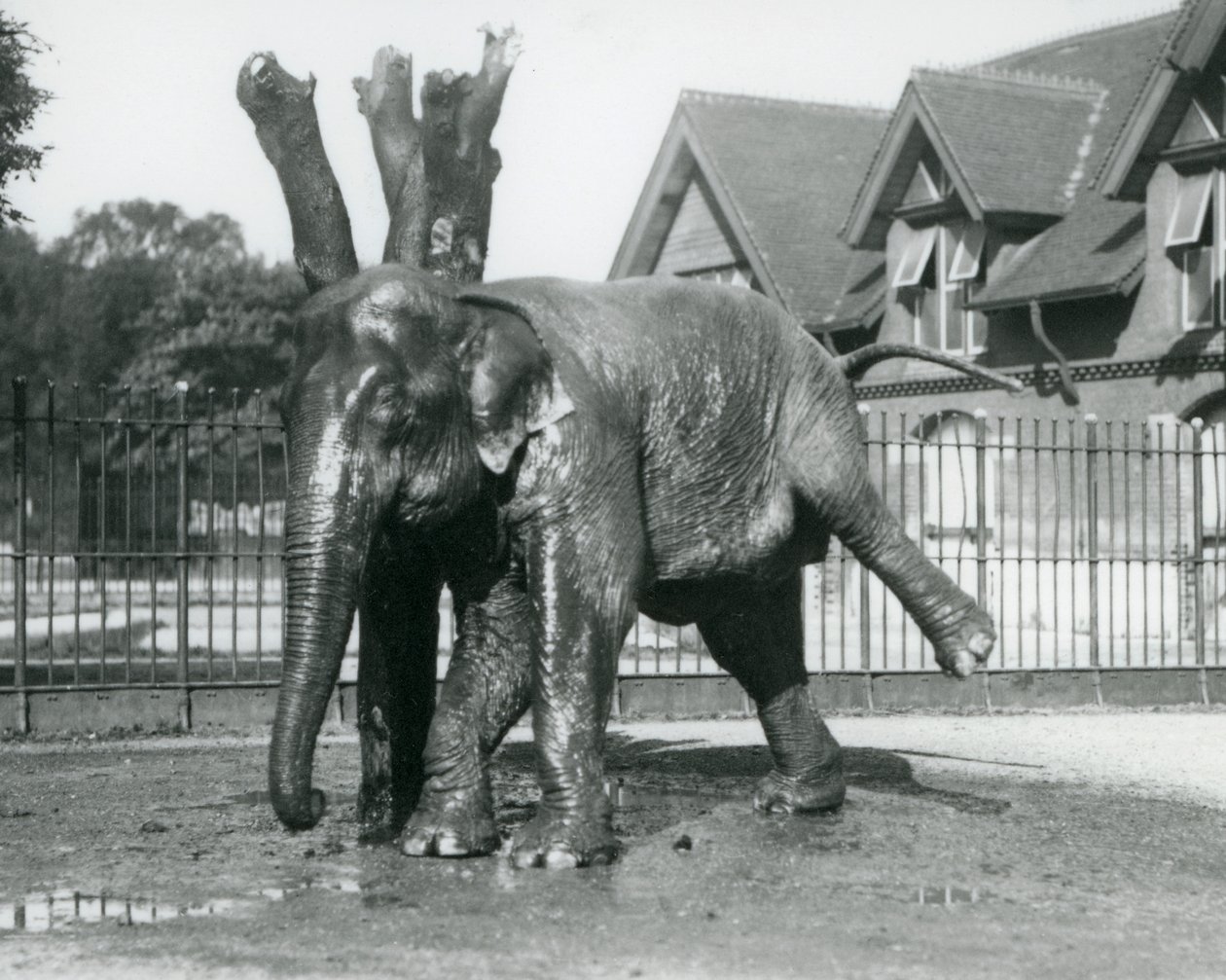 Słoń azjatycki drapie się o martwe drzewo, balansując na trzech nogach, londyńskie zoo autorstwa Frederick William Bond