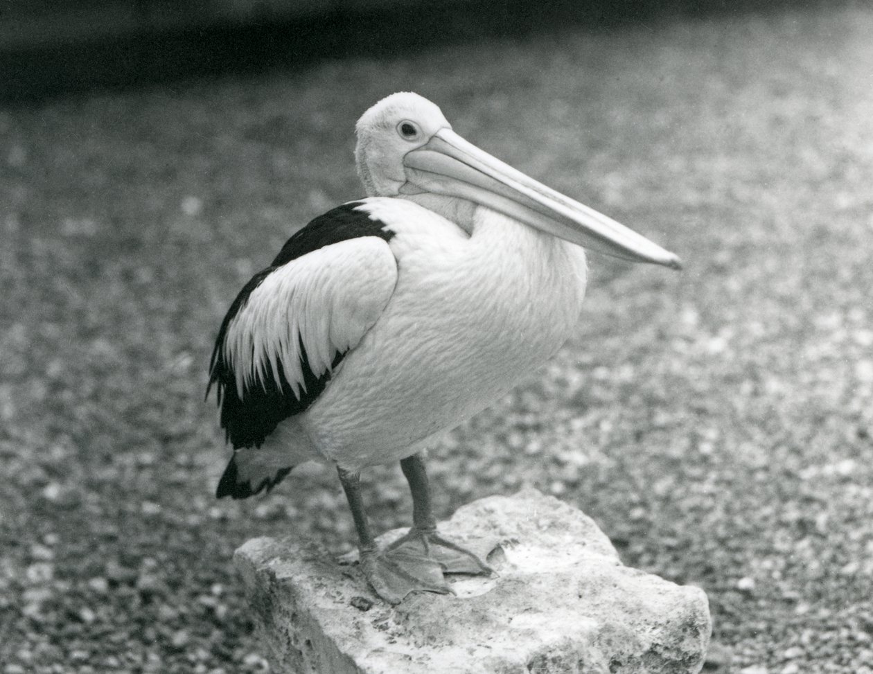 Pelikan australijski stojący na kamieniu w londyńskim zoo w 1929 roku (zdjęcie czarno-białe) autorstwa Frederick William Bond