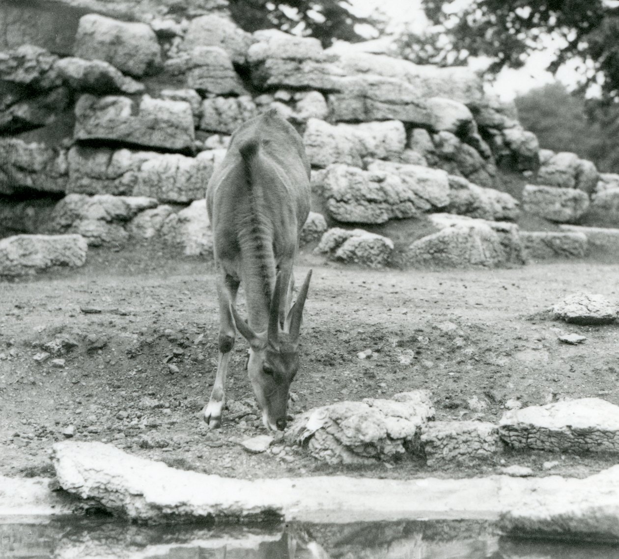 Eland pasący się na wybiegu Antelope Paddock w londyńskim zoo w 1929 roku (zdjęcie czarno-białe) autorstwa Frederick William Bond