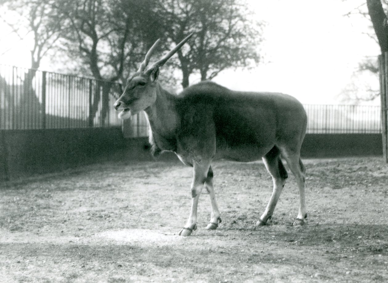 Eland na swoim padoku w londyńskim zoo w czerwcu 1925 r. autorstwa Frederick William Bond