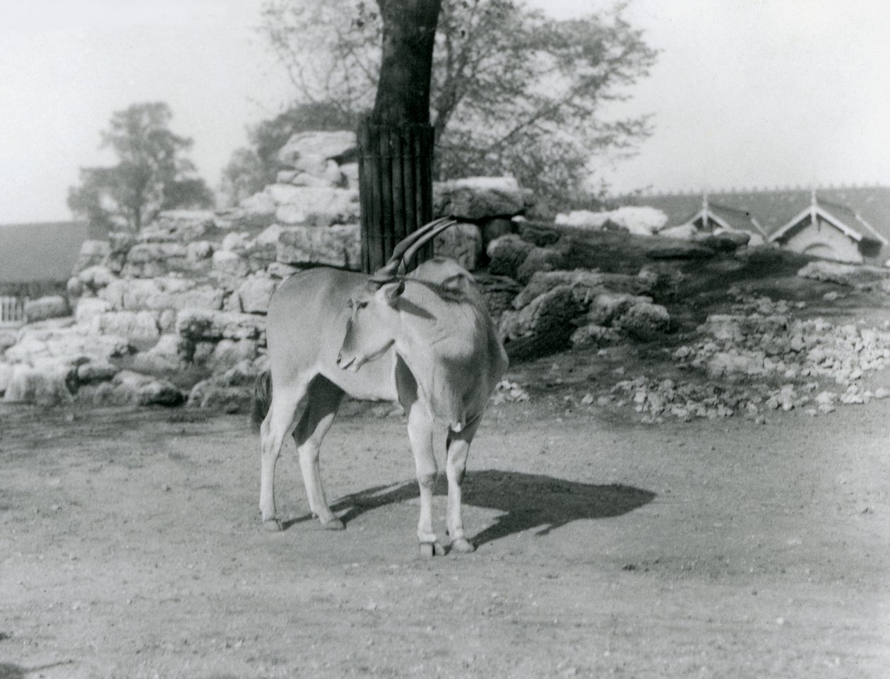 Eland stojący na swoim padoku w londyńskim zoo w 1929 roku (zdjęcie czarno-białe) autorstwa Frederick William Bond