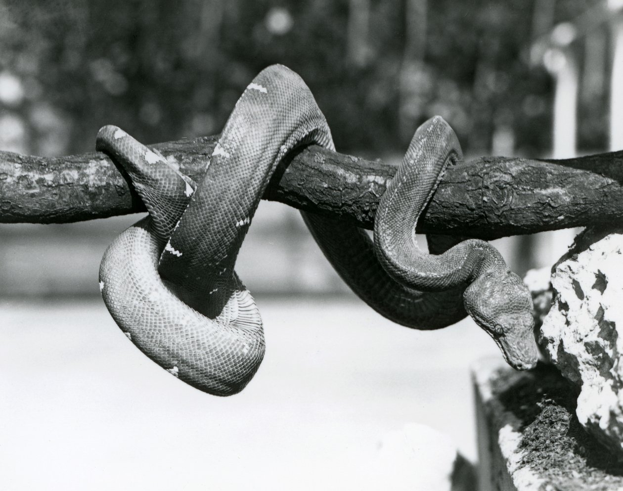 Szmaragdowy boa drzewny z ciałem zwiniętym wzdłuż poziomej gałęzi, patrzący w dół w kierunku ziemi, londyńskie zoo, październik 1928 (zdjęcie czarno-białe) autorstwa Frederick William Bond