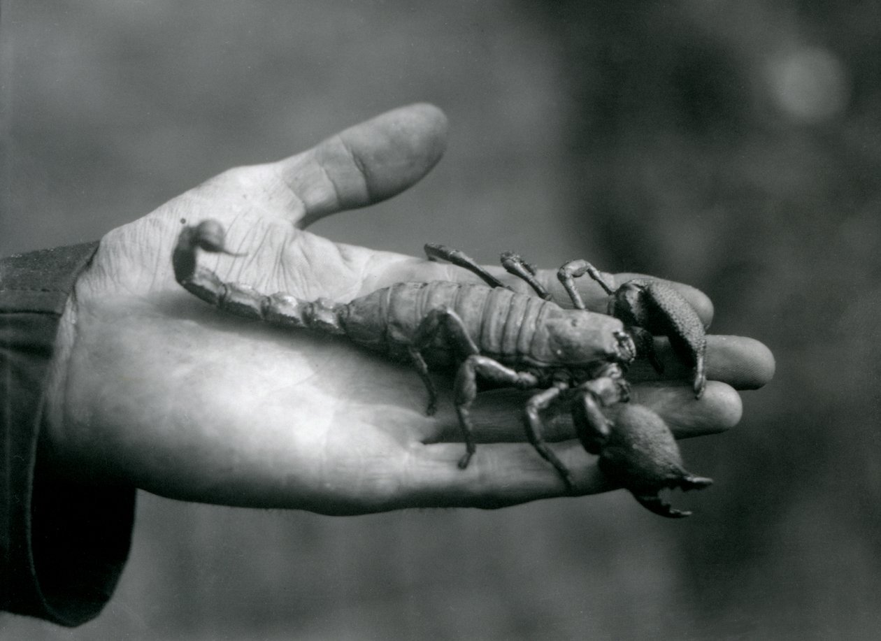 Skorpion cesarski trzymany w dłoni dozorcy, londyńskie zoo, październik 1925 autorstwa Frederick William Bond