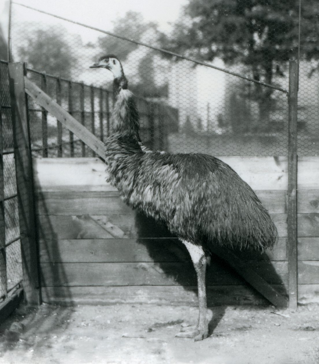 Emu w londyńskim zoo we wrześniu 1927 r. autorstwa Frederick William Bond