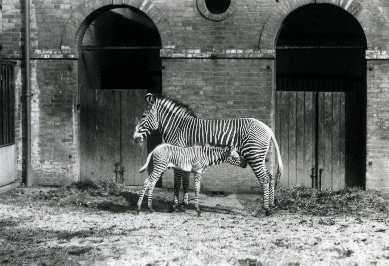 Zebra cesarska An Endangered Grevy