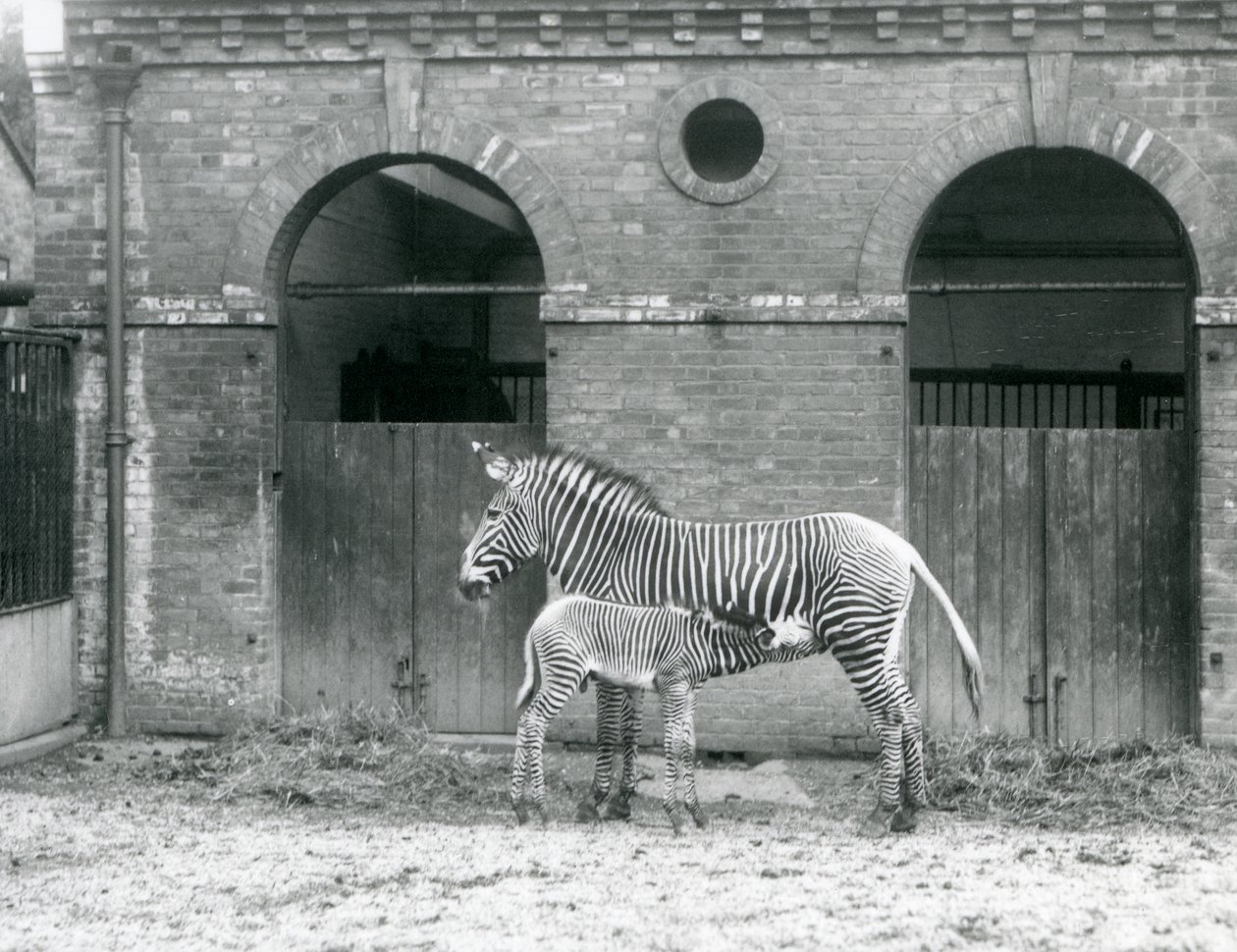 An Endangered GrevysImperial Zebra karmiąca swojego źrebaka na swoim padoku w londyńskim zoo w 1927 roku autorstwa Frederick William Bond
