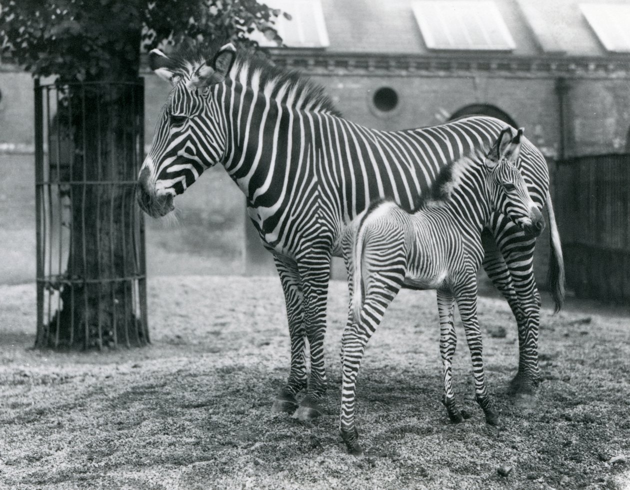 Zebra cesarska An Endangered Grevy, stojąca ze swoim 4-dniowym źrebakiem, na ich padoku w londyńskim zoo w sierpniu 1927 r. autorstwa Frederick William Bond