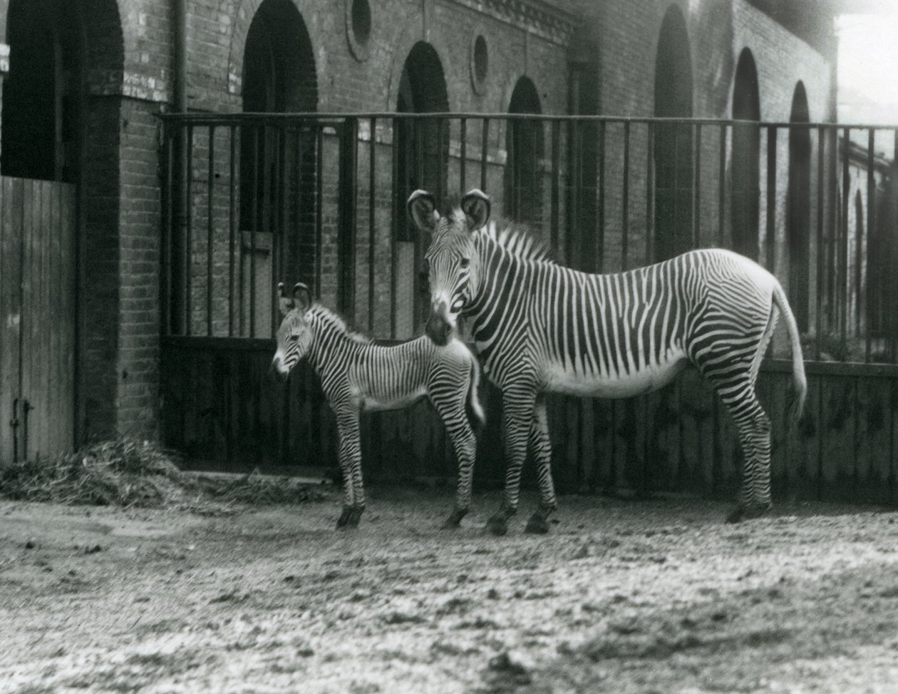 Zebra cesarska An Endangered Grevy, stojąca ze swoim 4-dniowym źrebakiem, na ich padoku w londyńskim zoo w sierpniu 1927 r. autorstwa Frederick William Bond
