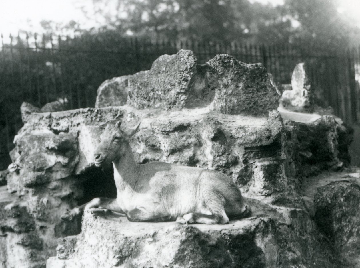 Ibex himalajski odpoczywający na skalnej półce w londyńskim zoo, sierpień 1927 r. autorstwa Frederick William Bond