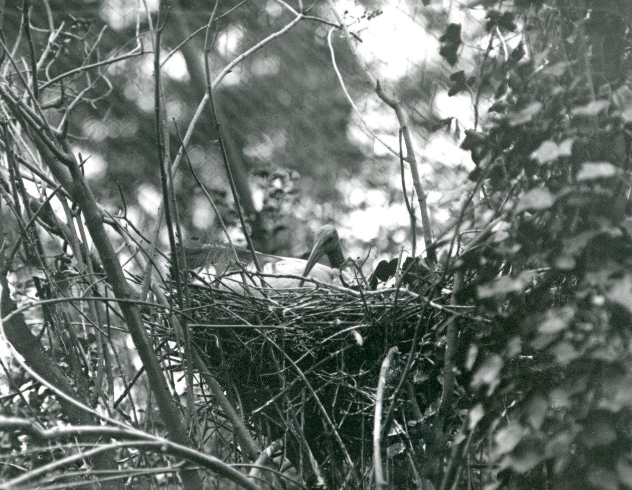 Ibis siedzący na swoim gnieździe w londyńskim zoo w 1924 r autorstwa Frederick William Bond