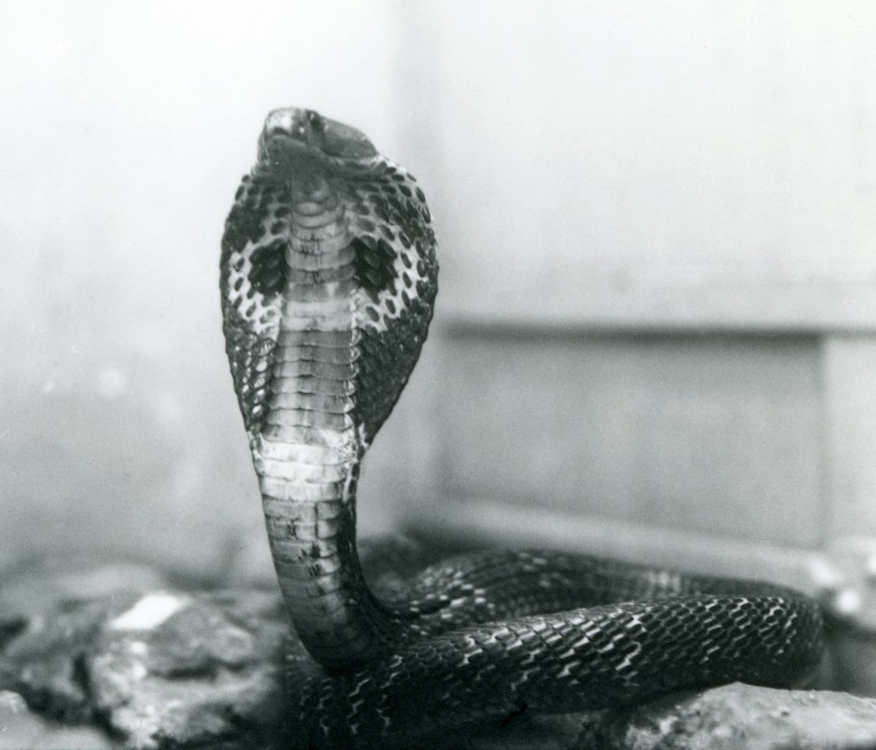 An Indian SpectacledAsian Binocellate Cobra z podniesioną głową i rozkloszowanym kapturem, Londyńskie Zoo, październik 1925 autorstwa Frederick William Bond