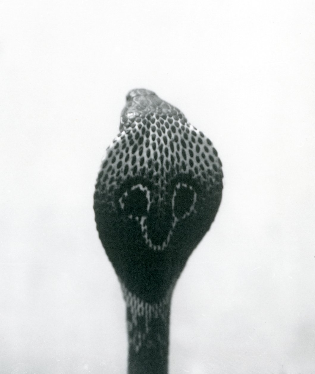 An Indian SpectacledAsian Binocellate Cobra z podniesioną głową i rozkloszowanym kapturem, Londyńskie Zoo, październik 1925 autorstwa Frederick William Bond