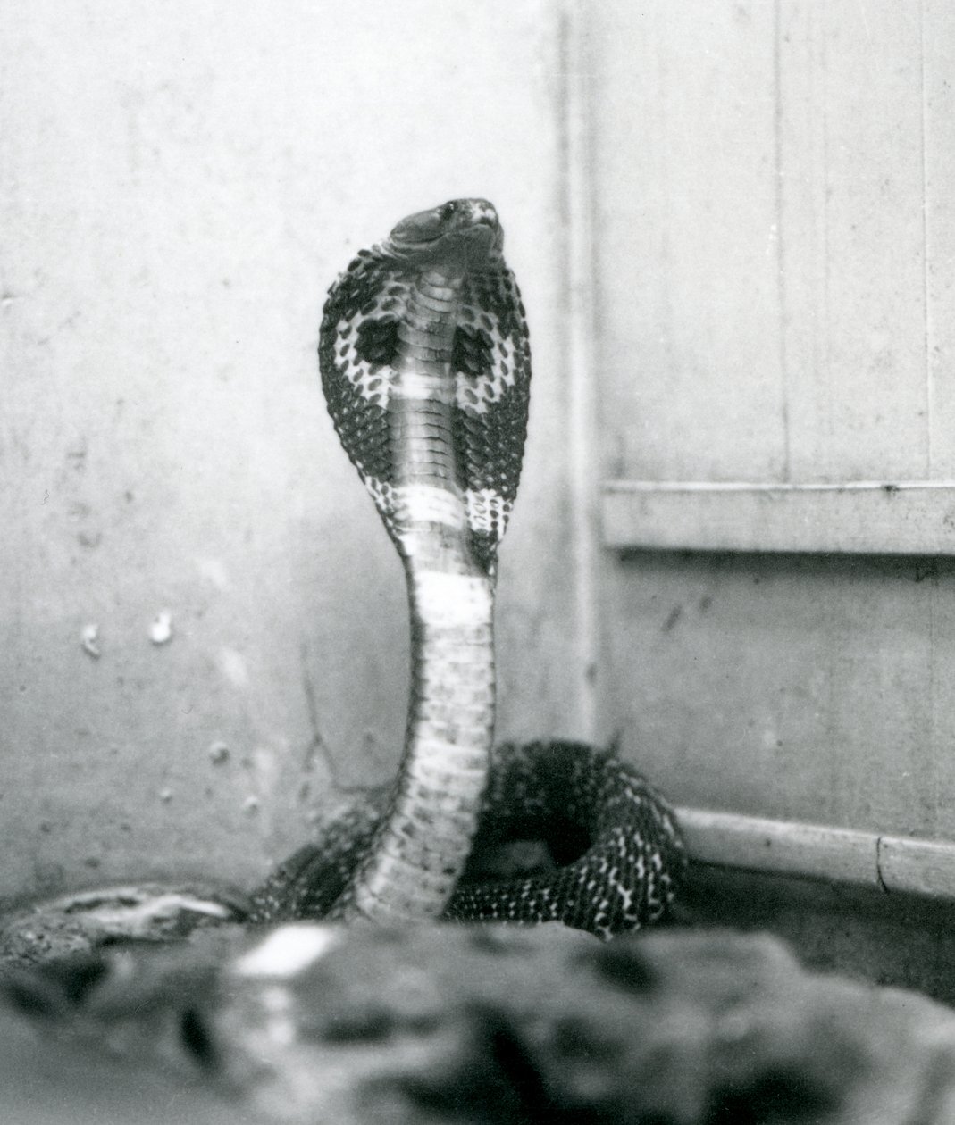 An Indian SpectacledAsian Binocellate Cobra z podniesioną głową i rozkloszowanym kapturem, Londyńskie Zoo, październik 1925 autorstwa Frederick William Bond