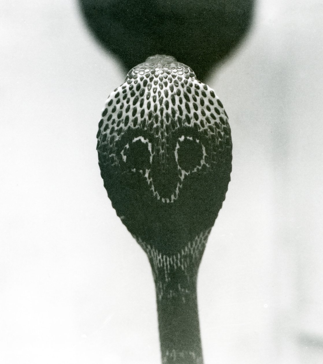 An Indian SpectacledAsian Binocellate Cobra z podniesioną głową i rozkloszowanym kapturem, Londyńskie Zoo, październik 1925 autorstwa Frederick William Bond