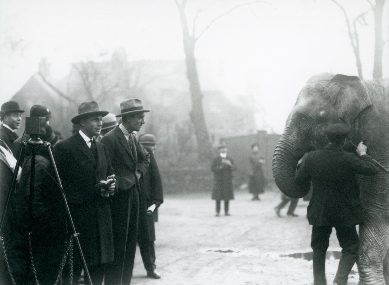 Słoń indyjski, prawdopodobnie Sundermalah, biorący udział w zewnętrznej transmisji z londyńskiego zoo, 1925 autorstwa Frederick William Bond