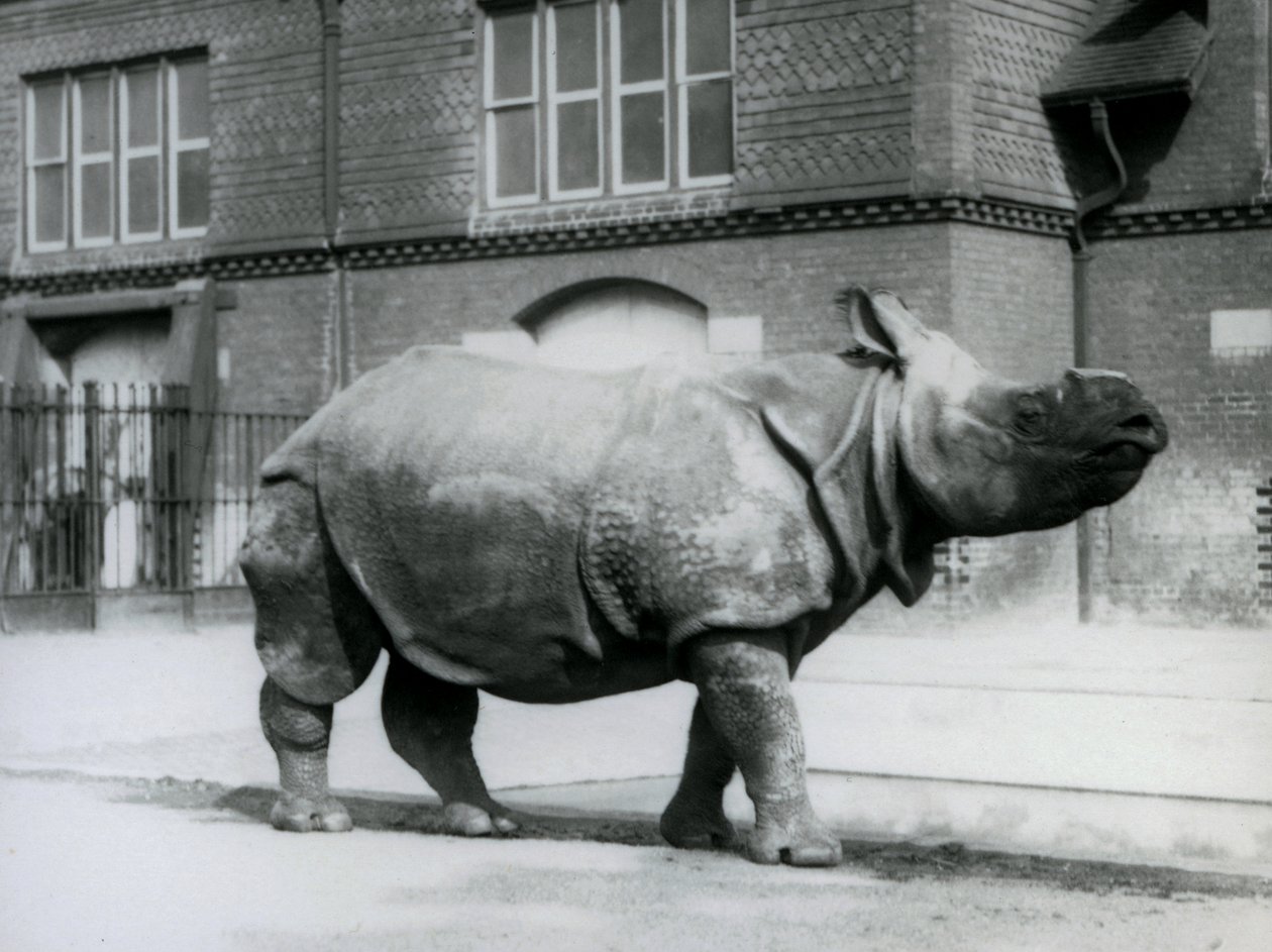 Nosorożec indyjski w londyńskim zoo, 1927 autorstwa Frederick William Bond