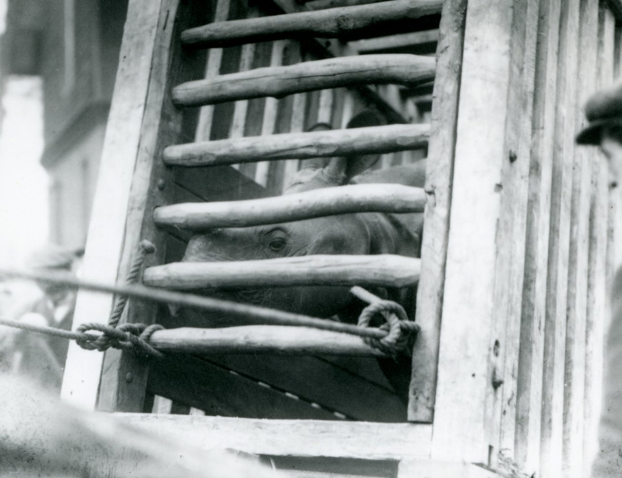 Nosorożec indyjski wygląda z drewnianej skrzyni transportowej po przybyciu do londyńskiego zoo w 1924 r. autorstwa Frederick William Bond